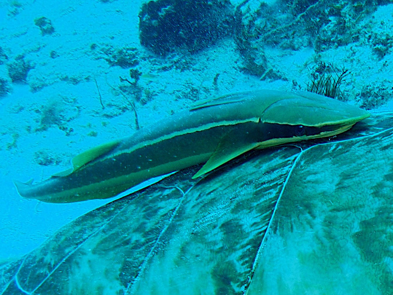 Whitefin Sharksucker